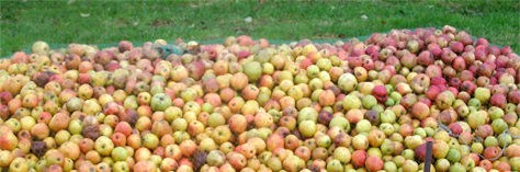 Quellle quantité de pommes et fruits faire presser ?