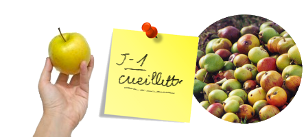 Quand cueillir vos fruits destinés au pressage ?