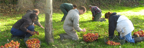 Ramasser les fruits tombés de l'arbre pour un pressage ?