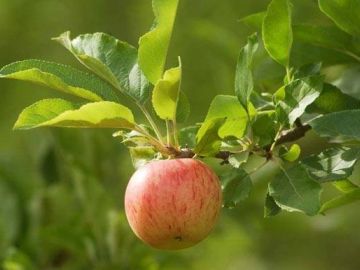 La pomme n’est pas seulement un fruit délicieux

La pomme n’est pas seulement un fruit délicieux elle est aussi composée de nutriments et de substances...