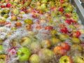 Pressi-Mobile au 4 jours du Mans du 8 au 12 septembre 2022.
Venez déguster nos 6 jus de pommes, pommes/poires, pommes/carottes, pommes/kiwis, pommes/fruits...